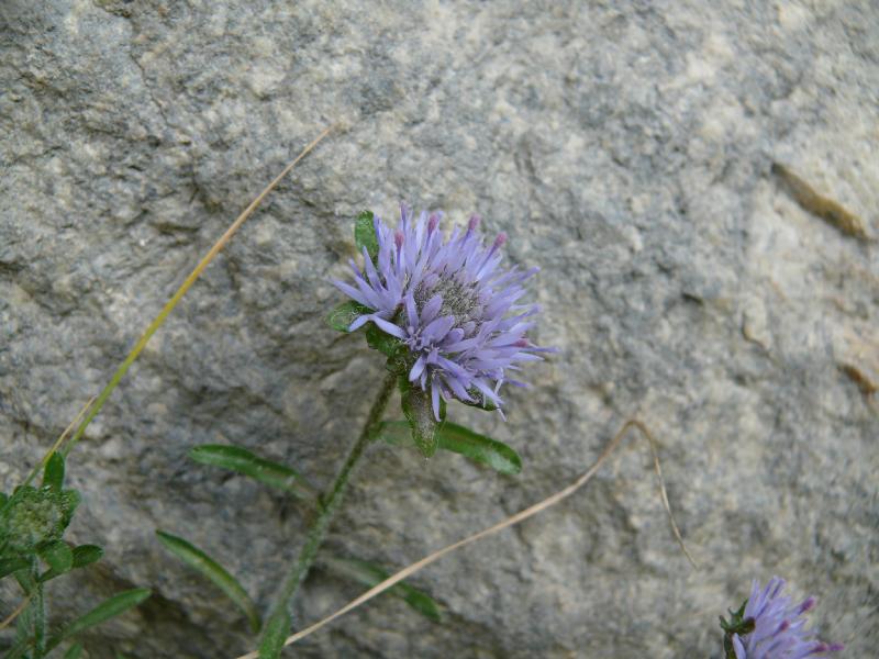 jasione crispa.jpg