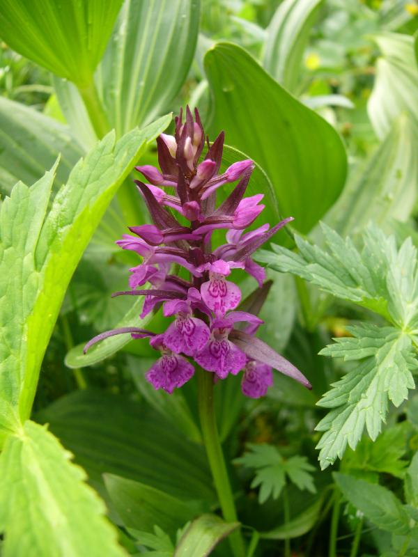 dactylorhiza incarnata.jpg