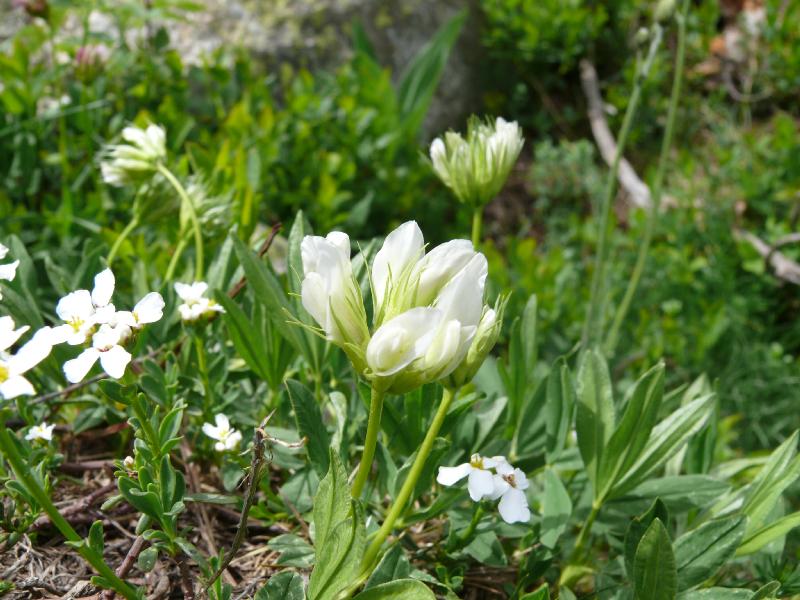 trifolium alpinum.jpg