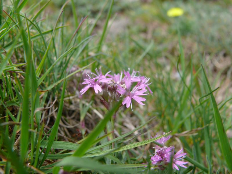 silene suecica.jpg