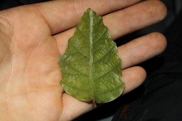08.11.09 038.jpg