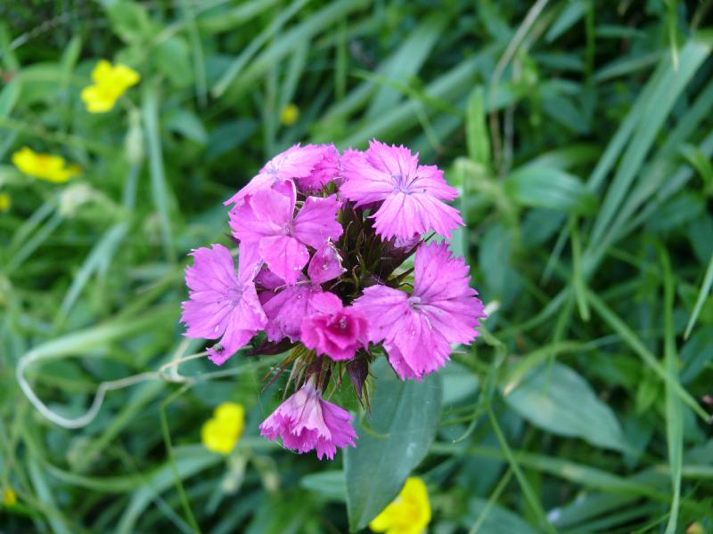dianthus barbatus.jpg