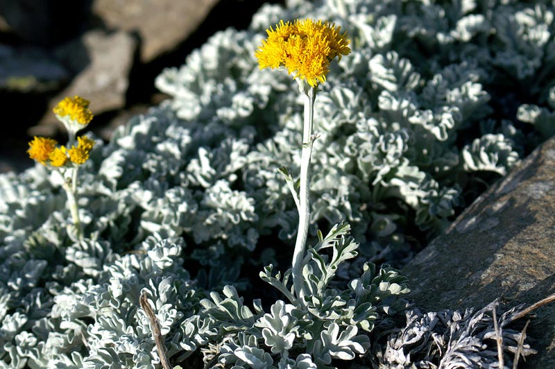 Senecio-leucophyllus-8690.jpg