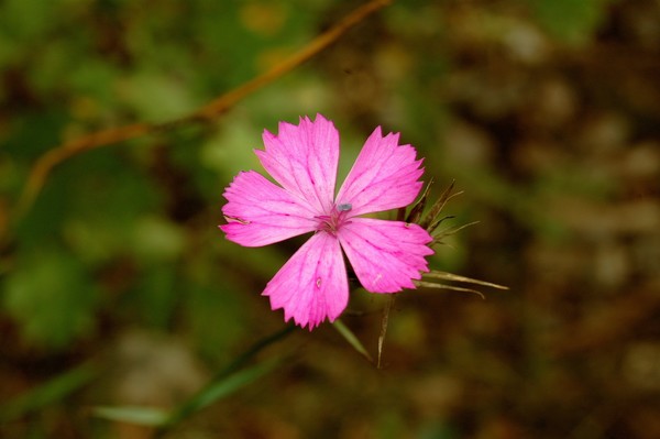 DSC_0132.JPG