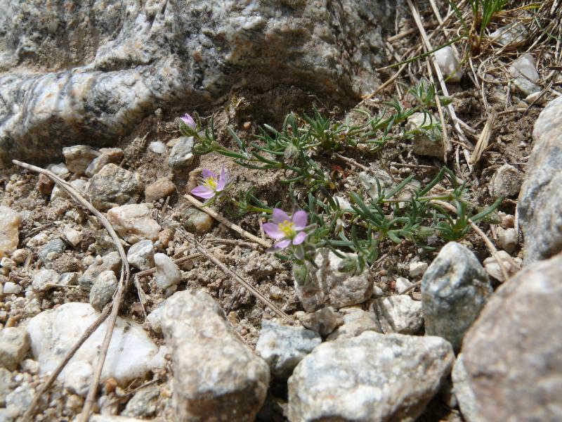 spergularia.jpg