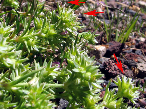 Scléranthus incinatus photographié au Col de la Clède, pas loin du Mont Mézenc.