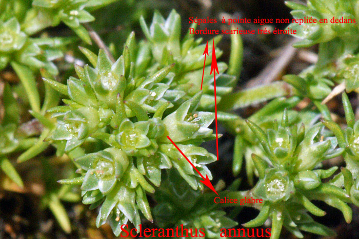 Scleranthus-annuus-01301-(3.jpg
