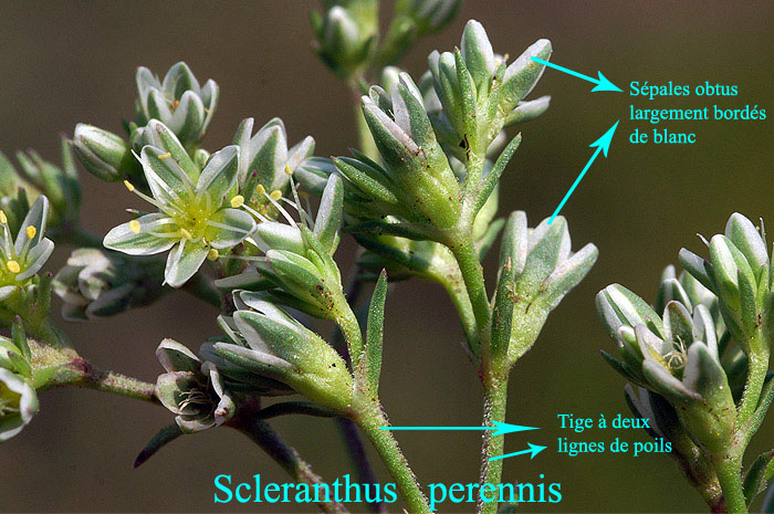 Scleranthus-perennis-5318.jpg