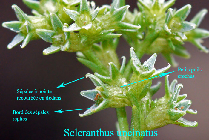 Scleranthus-uncinatus-4007.jpg
