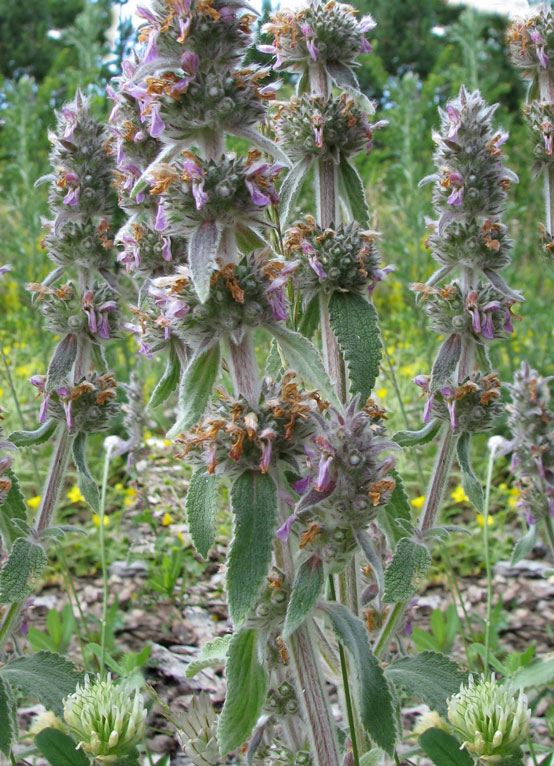 Stachys-germanica--2.jpg
