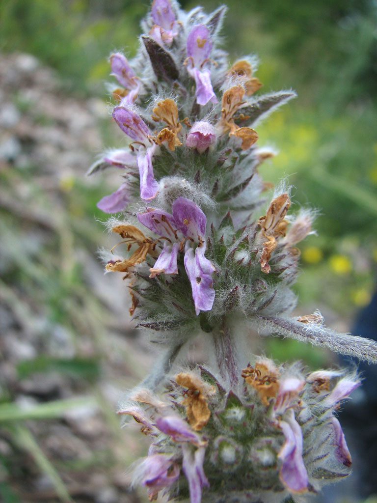 Stachys-germanica--3.jpg
