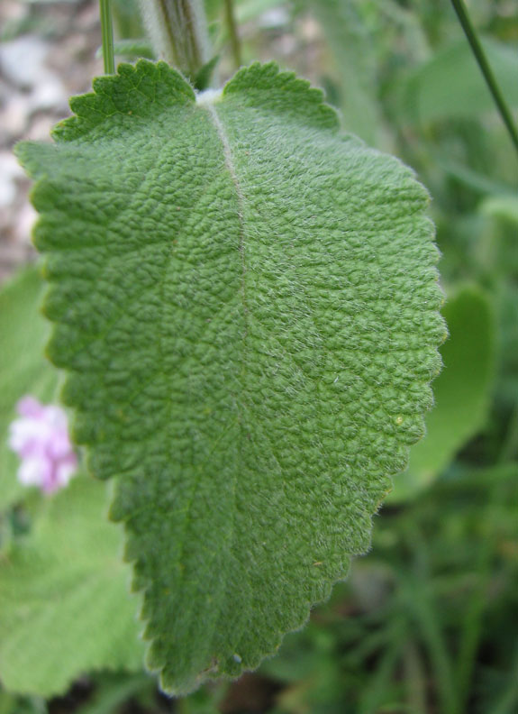 Stachys-germanica--4.jpg
