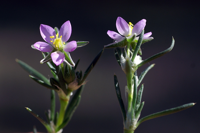 Spergularia-rubra-9882.jpg