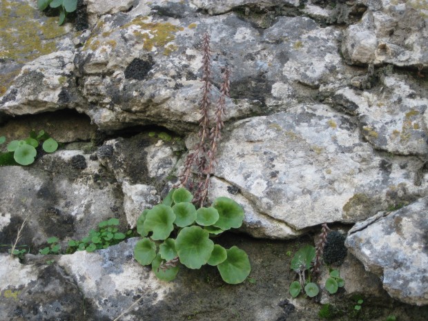 Véroncle 057 [50%].JPG