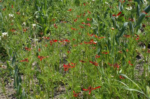 09 A flammea_C orientalis.jpg