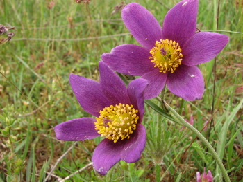 Anémone pulsatile_1_3_1.jpg