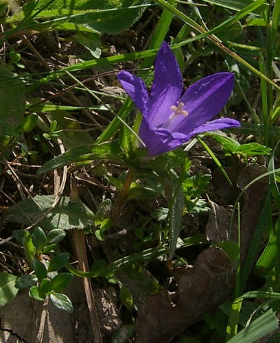 campanule.JPG