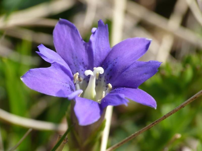 gentiana pyrenaica.jpg