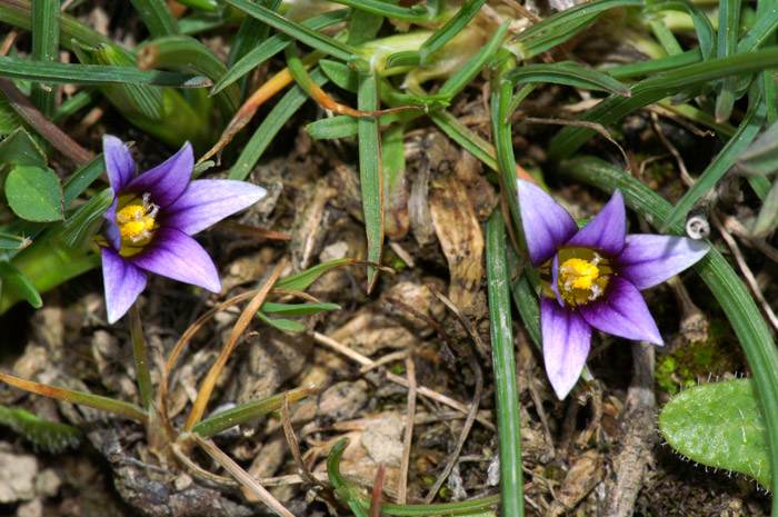 Romulea-ramiflora.jpg