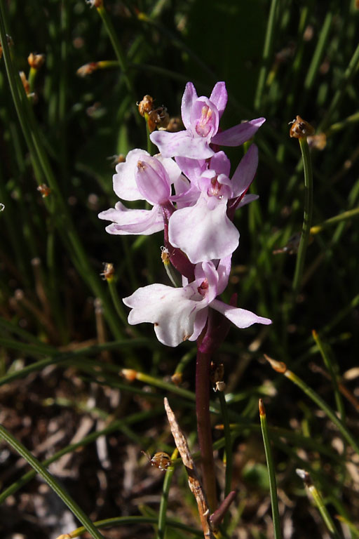 orchis_tachete_6132_m.jpg