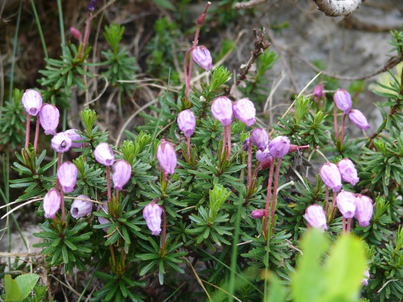 phyllodoce caerula.jpg
