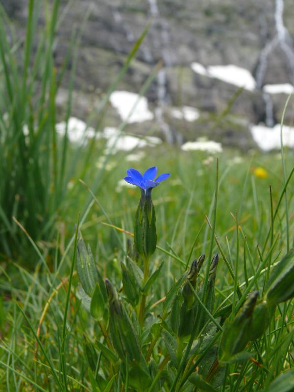 gentiana nivalis.jpg