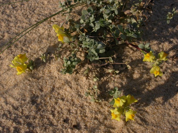 Linaria thymifolia pl..jpg