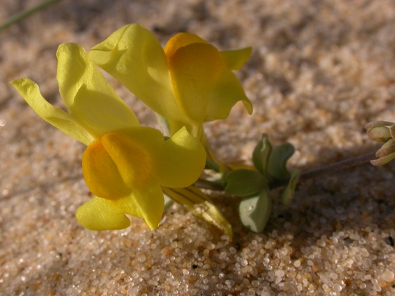 Linaria thymifolia f.infl.5.jpg