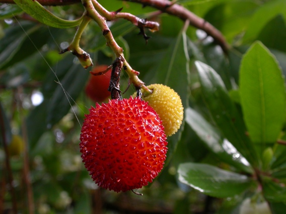 Arbutus unedo f.fr.2.jpg