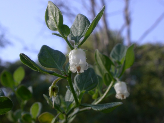 Salpichroa origanifolia 039.jpg