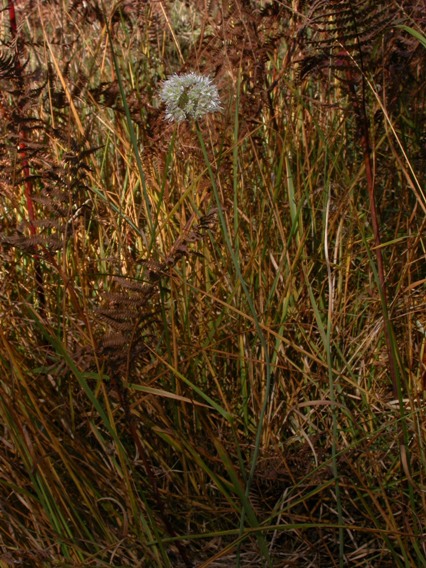 Allium ericetorum pl.1.jpg
