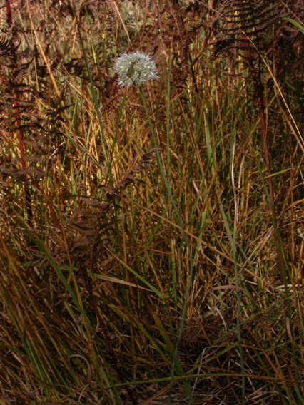 Allium ericetorum pl.1.jpg