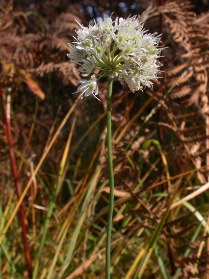 Allium ericetorum infl.1.jpg