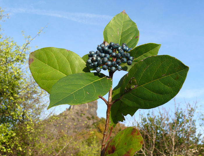 Viburnum-tinus--1.jpg