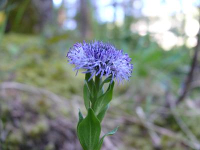 fleur bleu.jpg