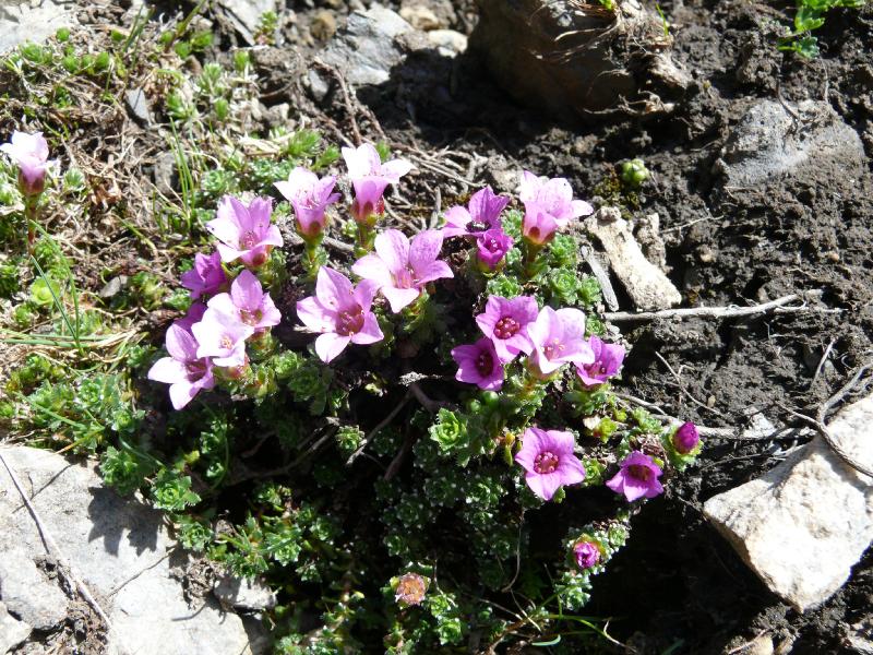 saxifraga oppositifolia.jpg