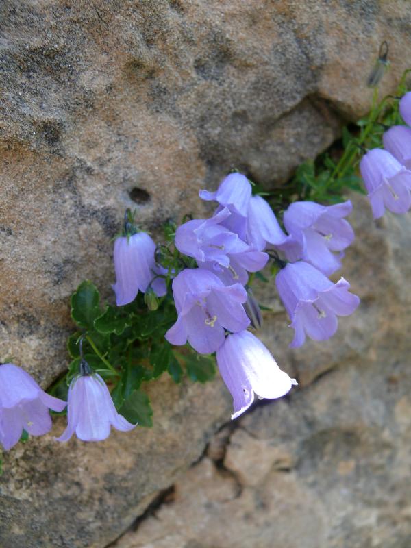 campanula cochlearifolia.jpg