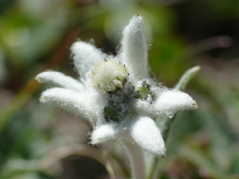 leontopodium alpinum.jpg