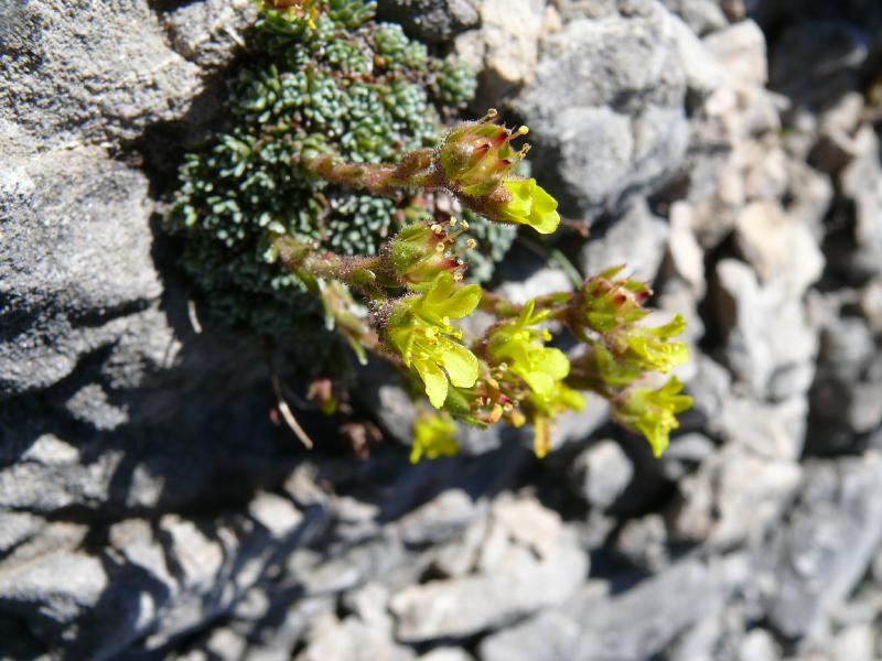 saxifraga aretioides.jpg