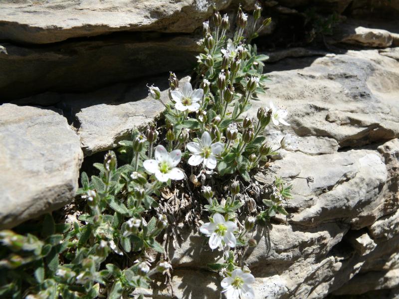 minuartia cerastiifolia.jpg