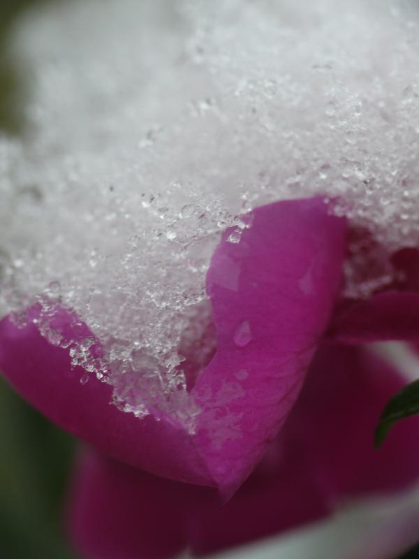 sous la neige.jpg