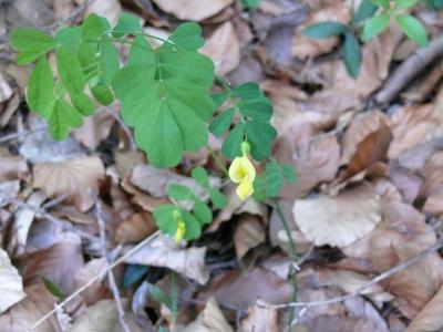 vicia.jpg