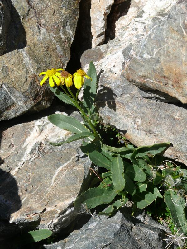 senecio pyrenaicus.jpg