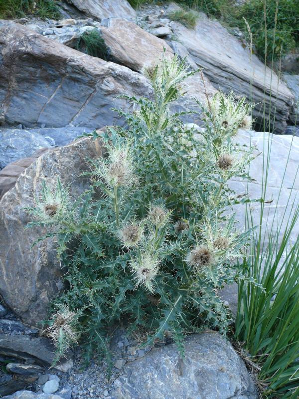 cirsium glabrum.jpg