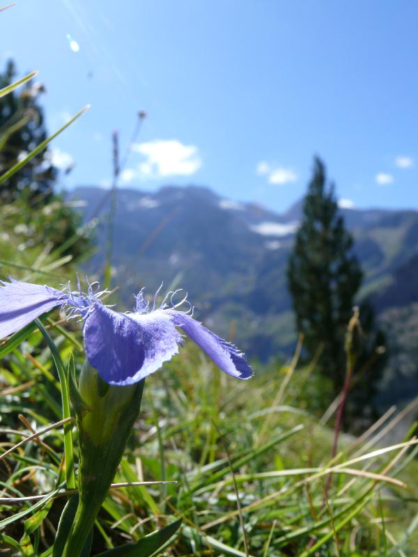 gentiana ciliata.jpg