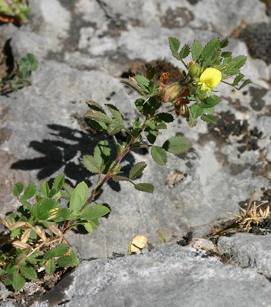 ononispusilla1.jpg