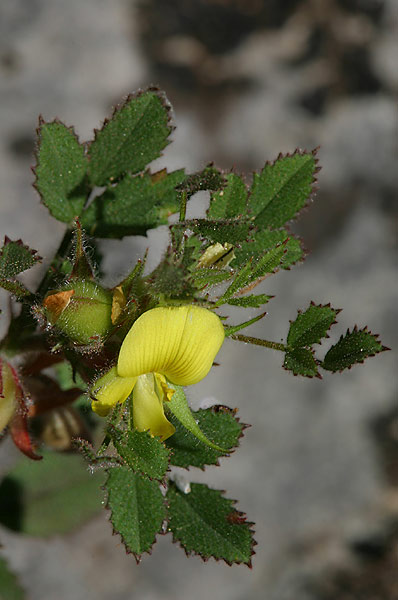 ononispusilla2.jpg