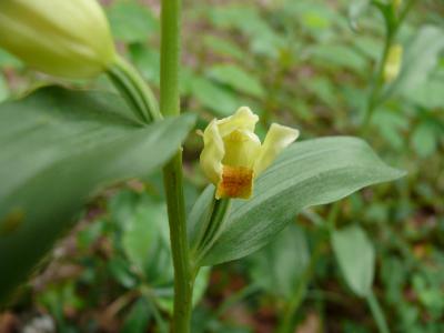 cephalanthera grandiflora.jpg