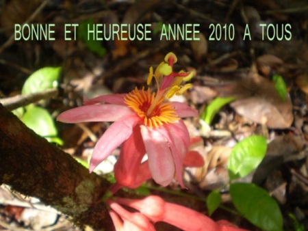 voeux2010_2.jpg