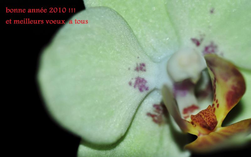 phalaenopsis.jpg